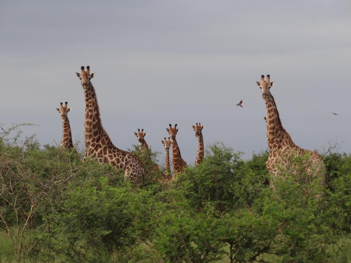 Villa Giraffe Plains Marloth Park Exterior foto
